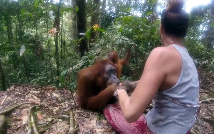 Ουρακοτάνγκος αρπάζει τουρίστρια και δεν λέει να την αφήσει! (βίντεο)